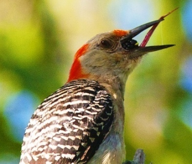 The Woodpeckers Amazing Tongue